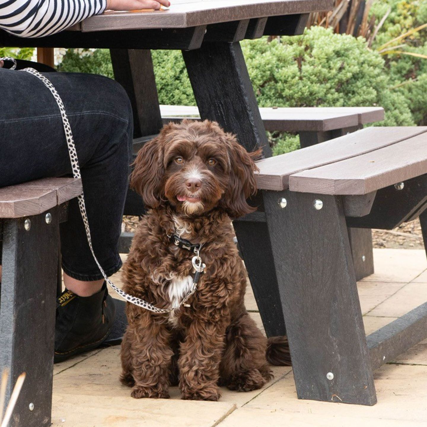 Your local dog friendly pub in Oxford